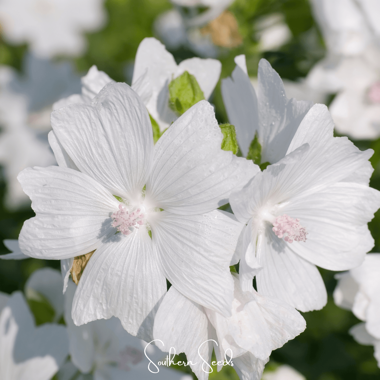 White Hollyhock Seeds – 25 Heirloom Malva moschata, Pure White, Perennial, Cottage Garden, Pollinator-Friendly