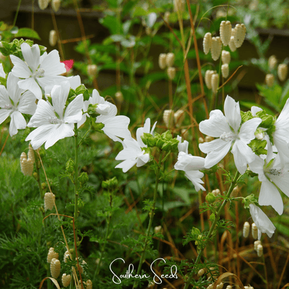White Hollyhock – 25 Seeds
