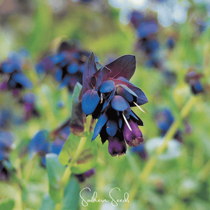 Blue Shrimp Honeywort – 10 Seeds