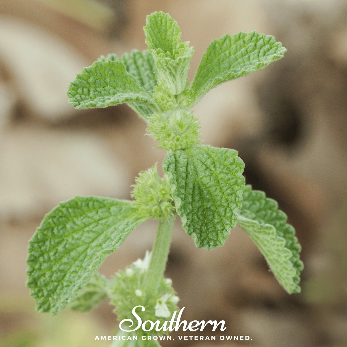 Horehound Seeds – 50 Heirloom Marrubium Vulgare Perennial Herb for Traditional Herbal Gardens