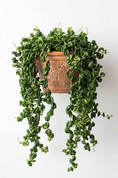 Hoya Rope Plant - 6" Pot - NURSERY POT ONLY