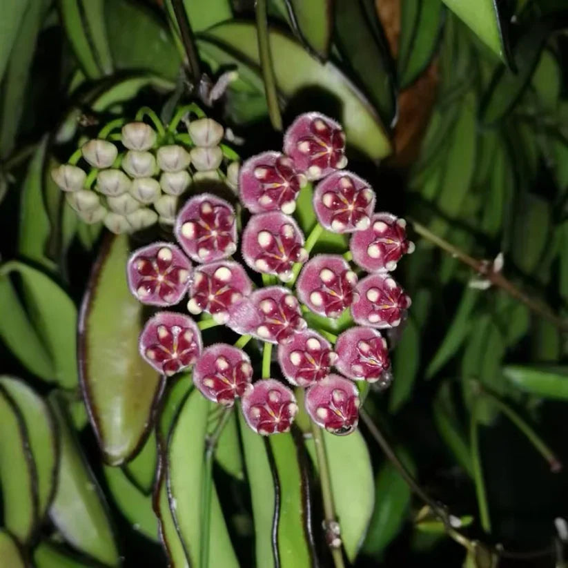 Bareroot Hoya wayetii Live Rooted Plant – Trailing Wax Plant with Fragrant Clusters – Easy-Care Indoor Tropical Houseplant