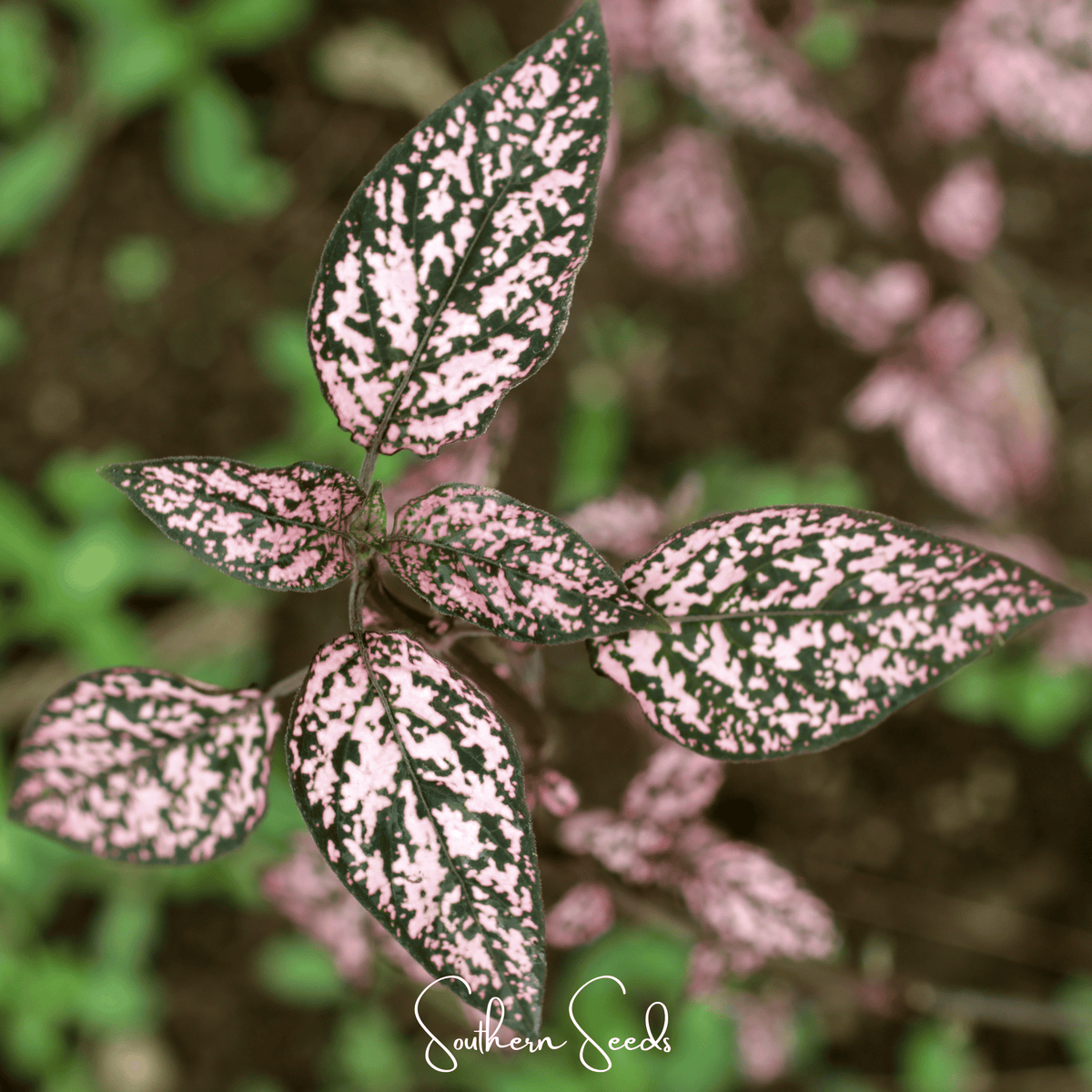 Pink Polka Dot Hypoestes Seed Packets – Bright Pink and Green Foliage, Easy Indoor Houseplant, Heirloom, Non-GMO, 25 Seeds