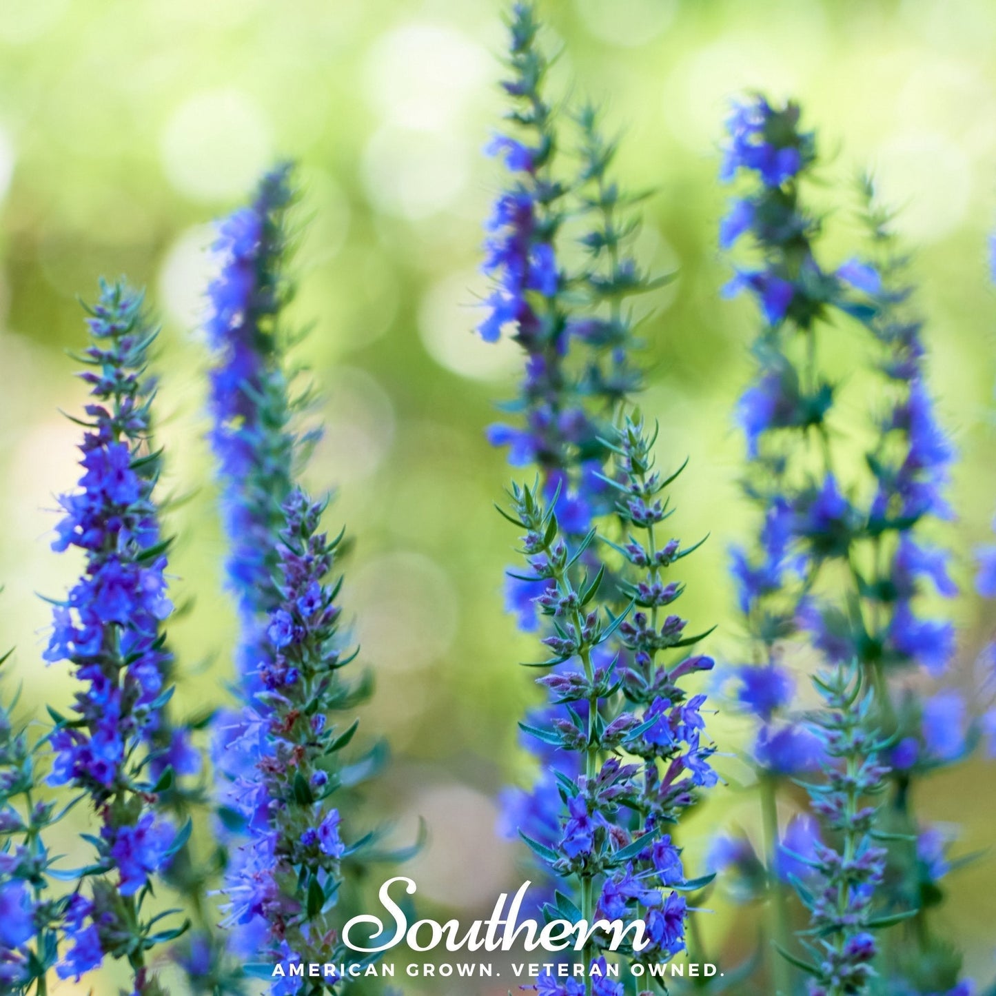 Blue Hyssop Seeds – 200 Non-GMO Heirloom Perennial for Bees & Butterflies – Hyssopus officinalis