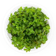 Substratesource Ludwigia Palustris Super Red Tissue Culture Aquatic Live Aquarium Plant 100 Snail Free In Vitro Cup Ludwigia Super Red