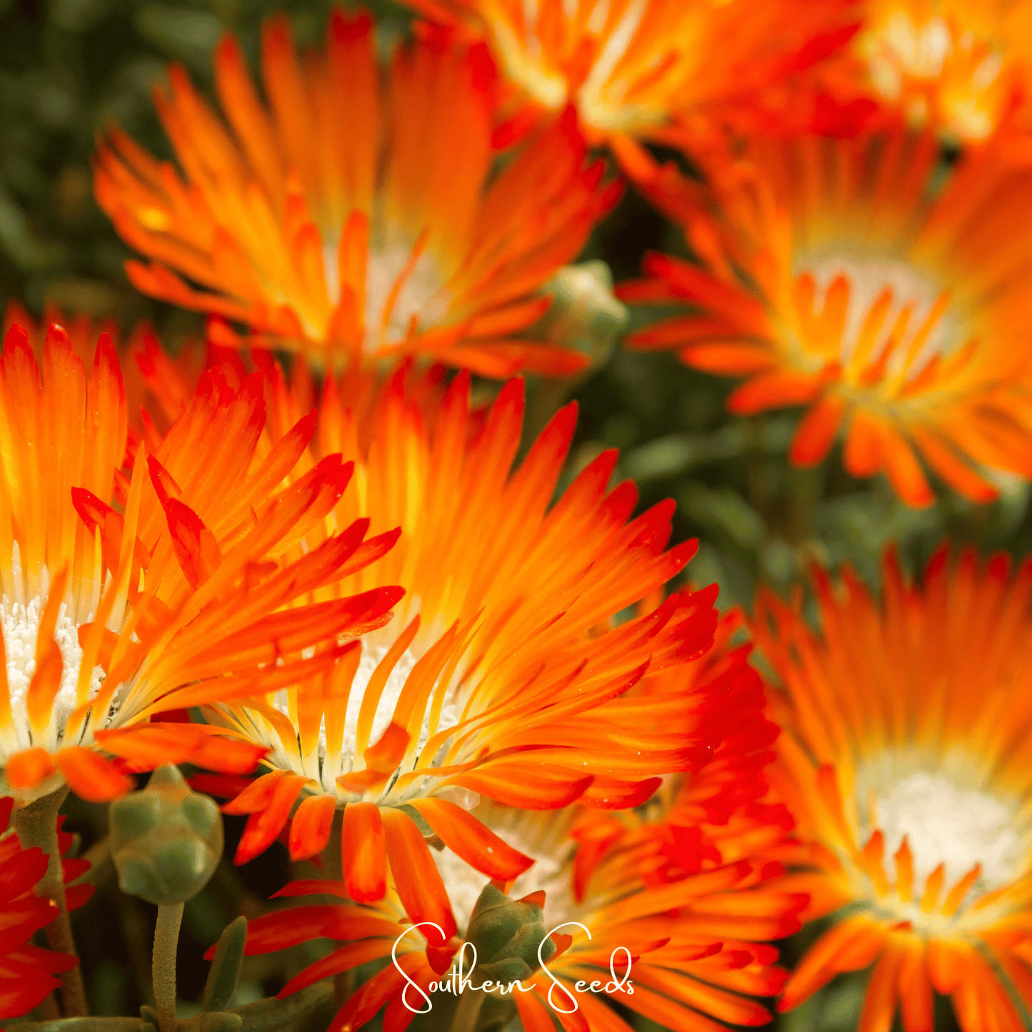 Orange Gelato Ice Plant Seeds – Drought Tolerant Groundcover with Vibrant Orange Daisy Flowers – Dorotheanthus bellidiformis