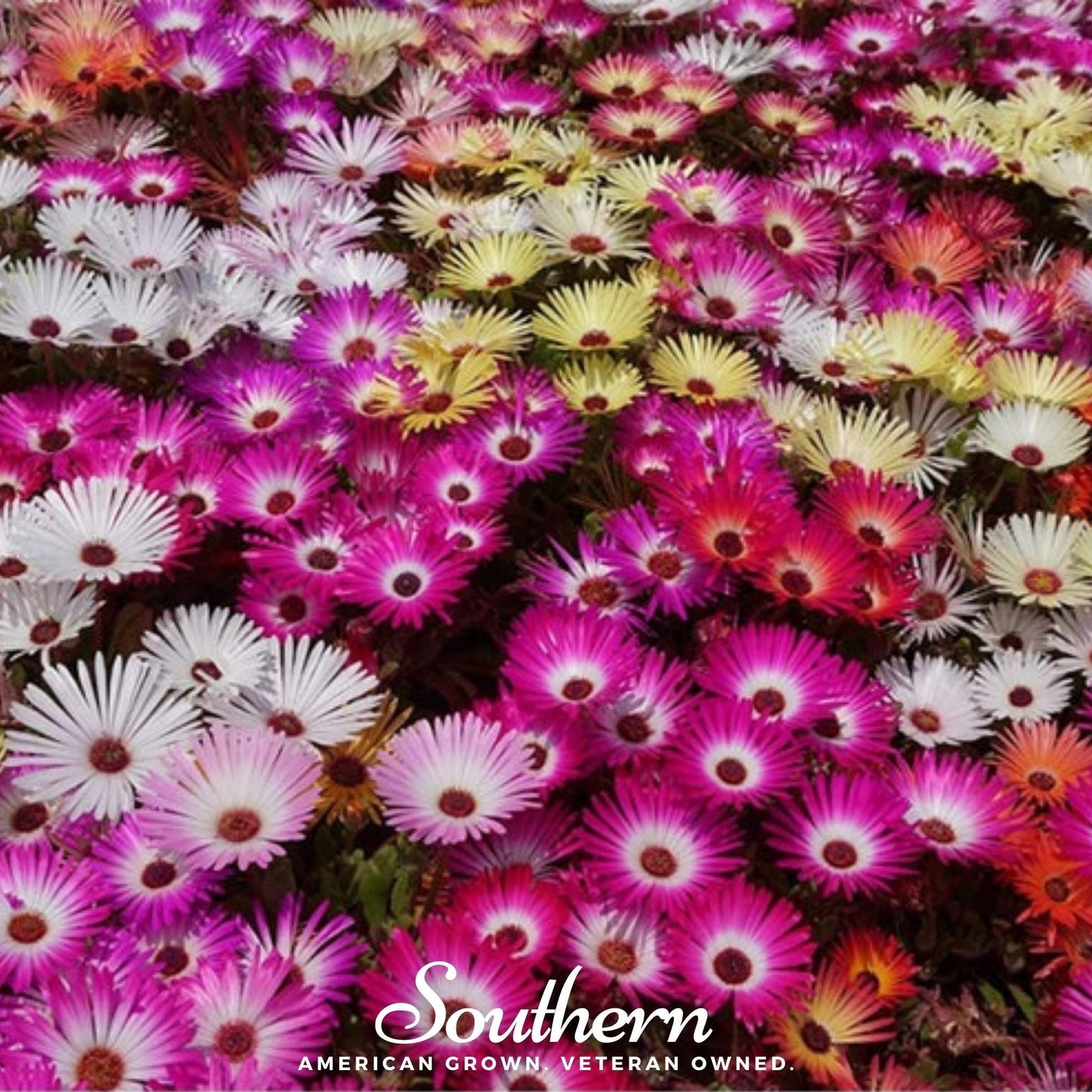 Ice Plant Mix Seeds – Vibrant Daisy-Like Flowers, Drought Tolerant, Groundcover, Mesembryanthemum criniflorum, 200 Seeds