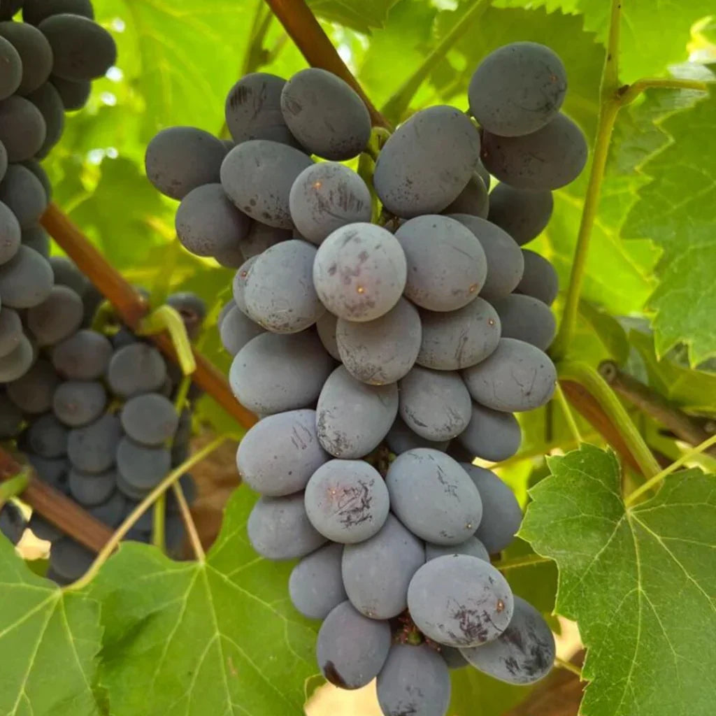 Jupiter Seedless Grape Cuttings – Unrooted Vitis vinifera, Sweet Red Muscat Flavor, Easy to Grow, Backyard Vine Propagation