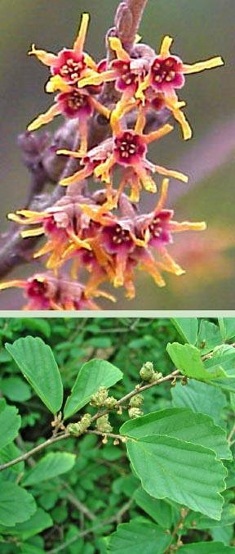 Witch Hazel Shrub 18-24 Inch Bare Root with Fragrant Yellow Flowers, Twisting Branches, Fall Colors, Hammamelis virginiana