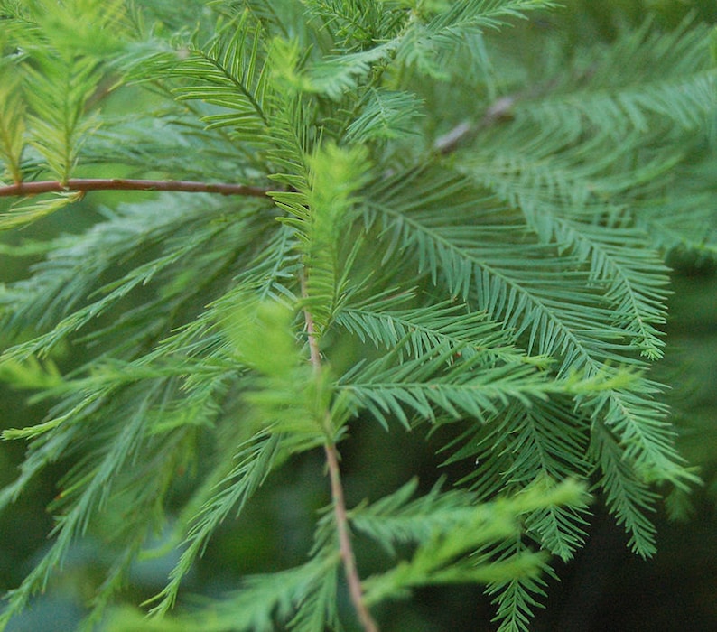 Bald Cypress Tree 4" Container Taxodium Distichum Wetland Tree for Zones 5-10, Fast-Growing Shade and Hedge Plant