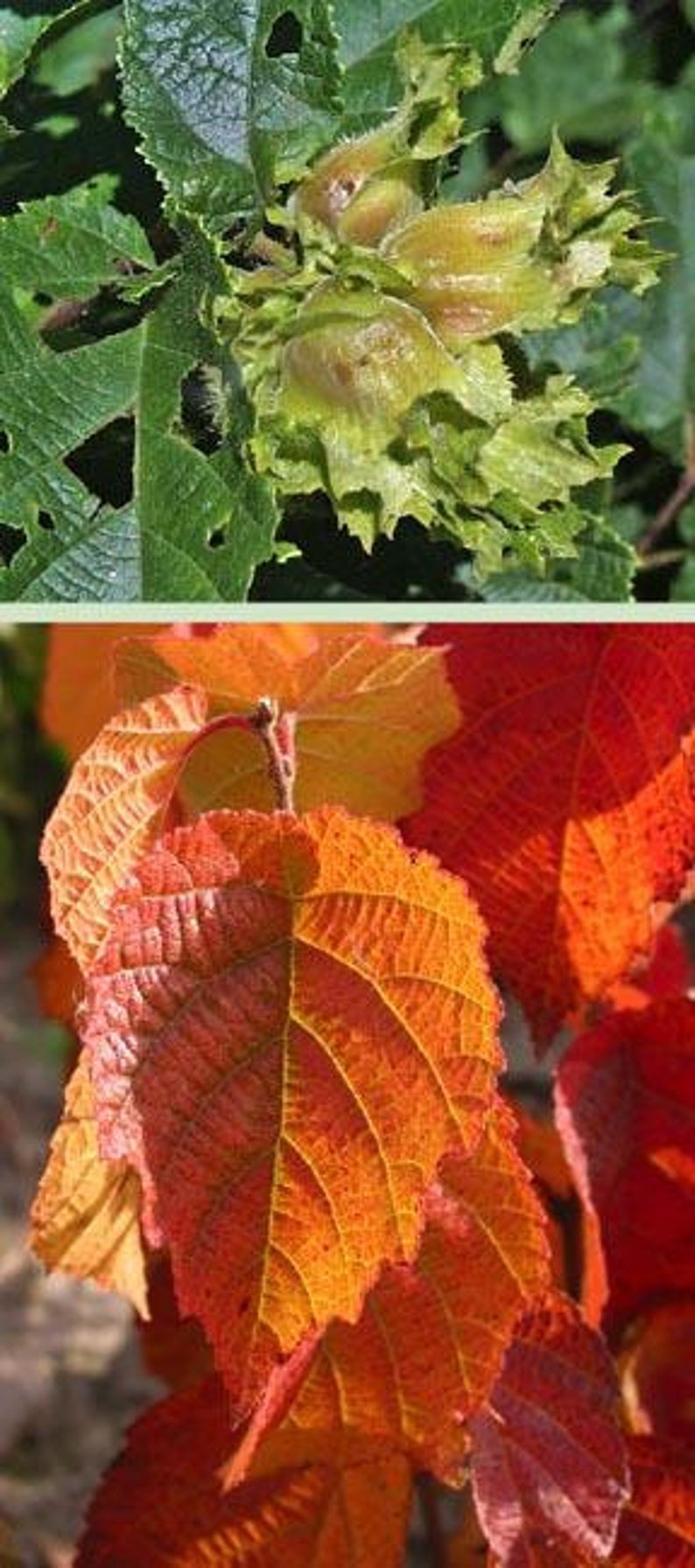 American Hazelnut Tree - 2 Ft Bare Root Corylus americana Edible Nuts Wildlife Attractant Easy to Grow