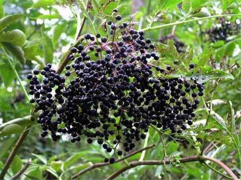 American Black Elderberry Bush 18-24" Sambucus canadensis Self-Pollinating Fruit-Bearing Shrub