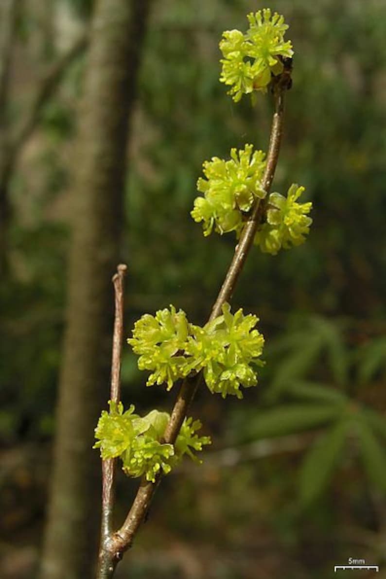 Spicebush Plant 4" Container Lindera Benzoin Shrub for Borders & Naturalizing with Fragrant Greenish Yellow Flowers