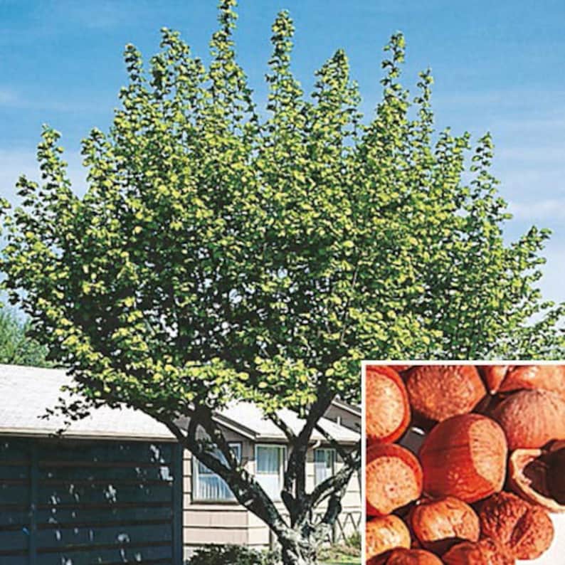 American Hazelnut Trees 4-Inch Containers, Corylus Americana Nut Trees for Wildlife & Hedges, Zones 4-9