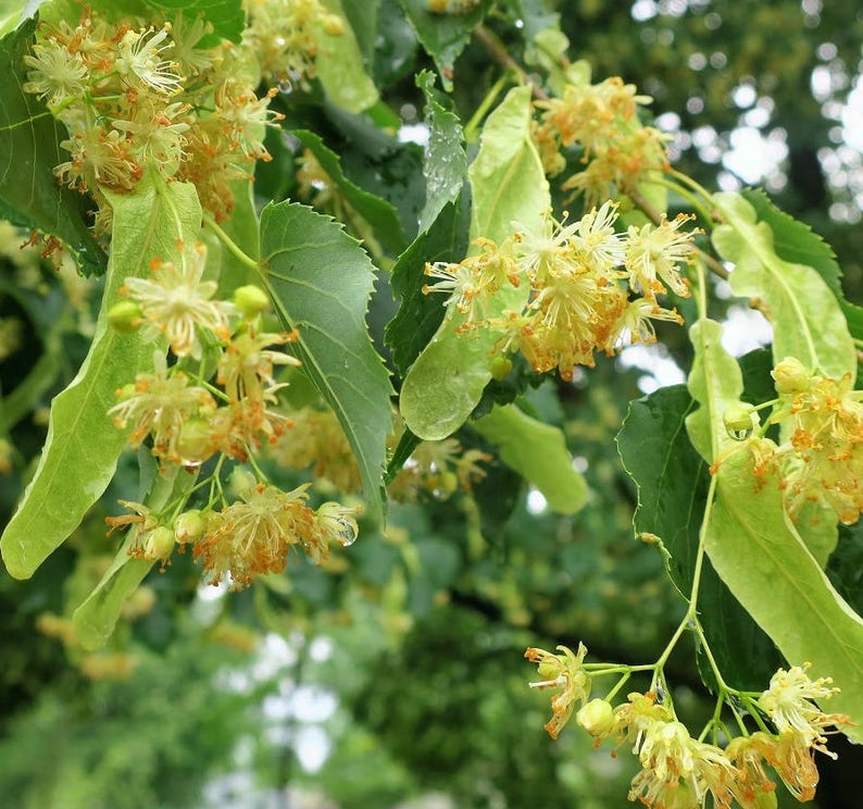 Little Leaf Linden Tree 18-24" Tilia cordata Fragrant Yellow Flowers Hardy Shade Tree for Yards & Streets