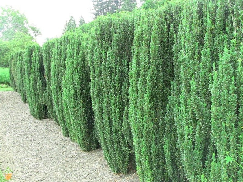 Sky Pencil Holly Plants - 6" Tall, Ilex Crenata 'Sky Pencil' - Evergreen Columnar Shrubs for Zones 5-9