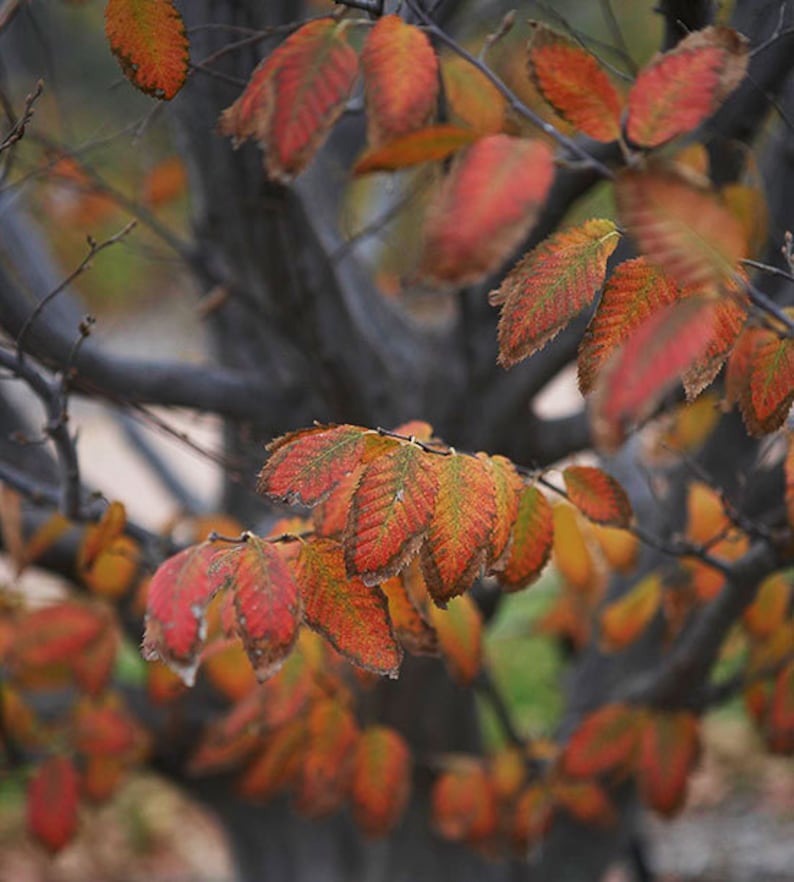 American Hornbeam Trees 2 Pack - 12" Tall Carpinus Caroliniana for Shady Landscapes & Woodland Gardens