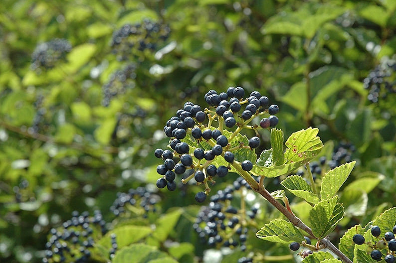 Chicago Lustre Viburnum Plants 2 Pack | Viburnum dentatum Shrubs in 3" Containers | Spring Flowers & Fall Foliage