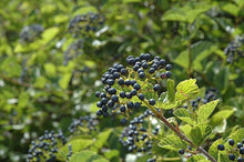 Chicago Lustre Viburnum Plants - 5 Rooted Shrubs in 3" Containers, Viburnum Dentatum, Ideal for Garden or Hedge