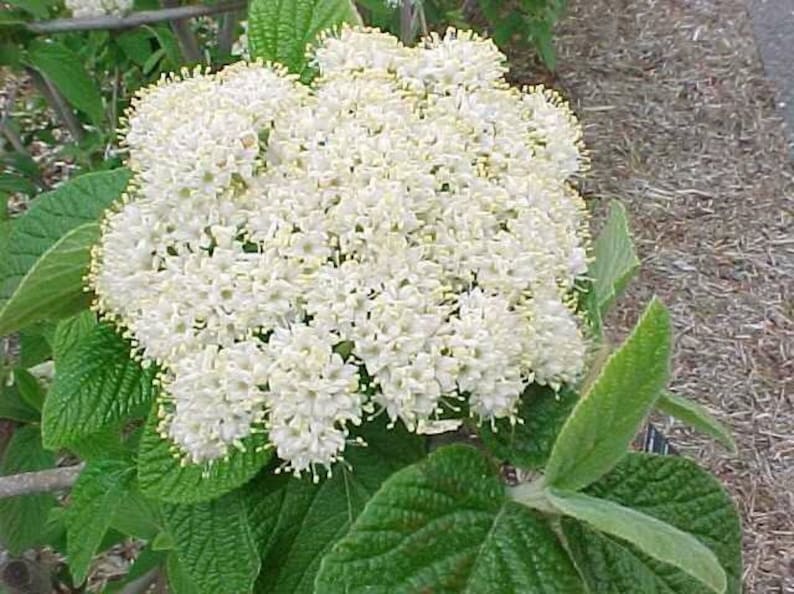 Alleghany Viburnum Plants 3-Inch Containers | Rhytidophylloides 'Alleghany' Shrubs for Garden, Hedge & Attracting Birds & Butterflies