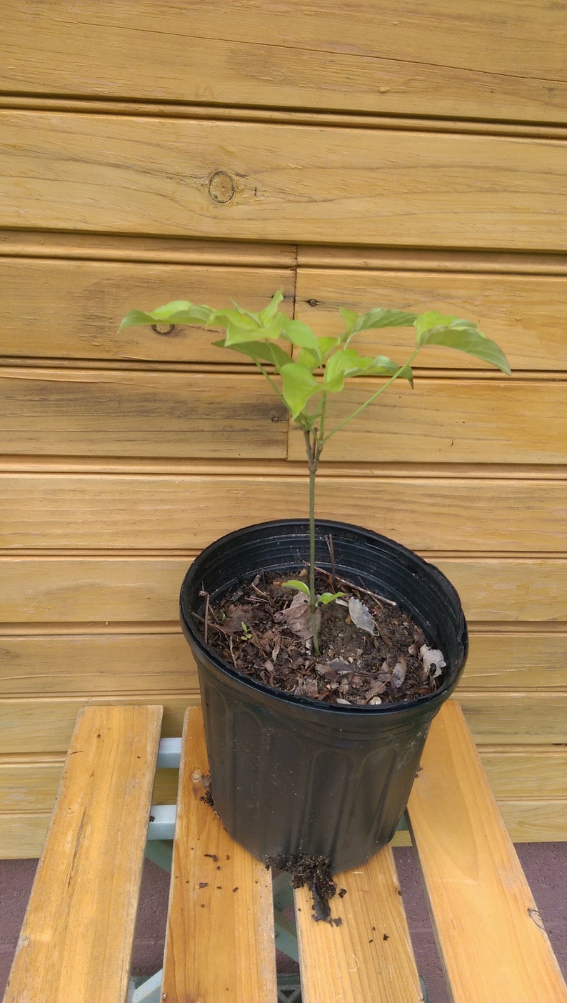 White Flowering Dogwood Trees - 6" to 12" Bare Root Seedlings - Cornus florida - Set of 5 Live Outdoor Grown Trees