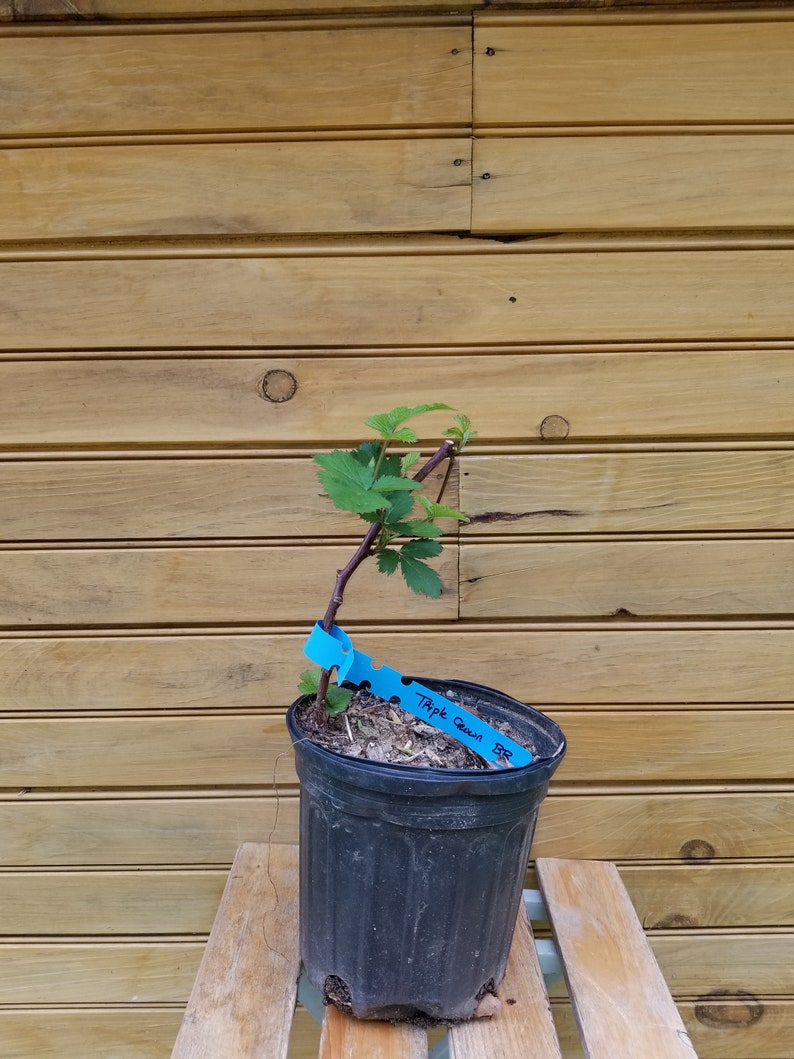 Triple Crown Blackberry Plants - 6" Live Thornless Berry Bushes - Rubus fruticosus - Outdoor-Grown, Self-Pollinating, Fresh Berries