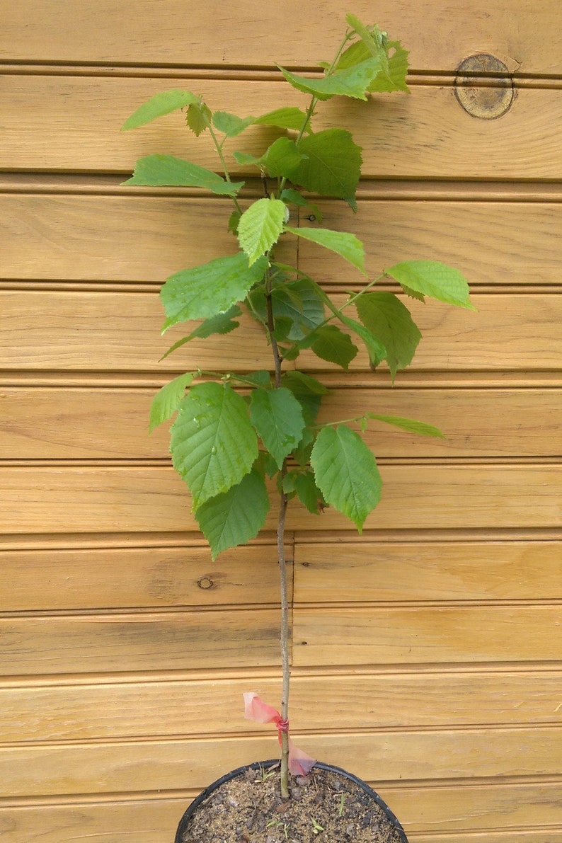 American Hazelnut Trees 12-18" Corylus americana Live Seedlings for Wildlife Habitat & Nut Production
