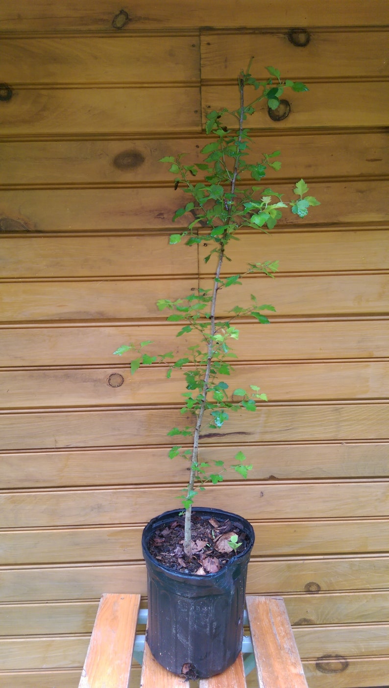 Washington Hawthorn Trees 18-24" - Crataegus phaenopyrum Live Seedlings for Wildlife Habitat & Ornamental Use