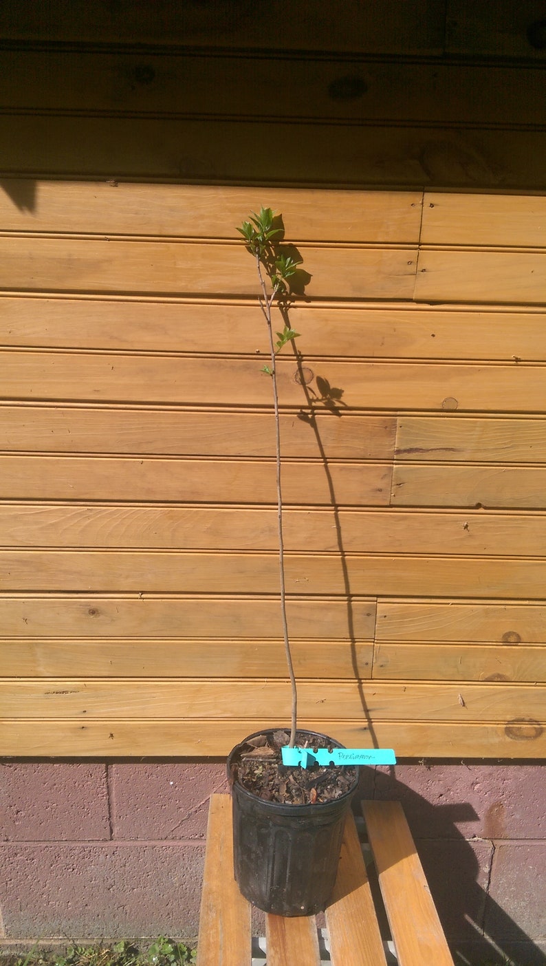 American Persimmon Trees 6-12 Inch Seedlings, Diospyros virginiana, Live Wildlife & Ornamental Trees, Bare Root 5-Pack