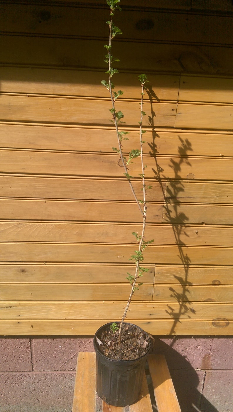 Pixwell Gooseberry Bushes 12-18" Ribes hirtellum Live Plants 5 Pack Edible Fruit & Ornamental Shrubs