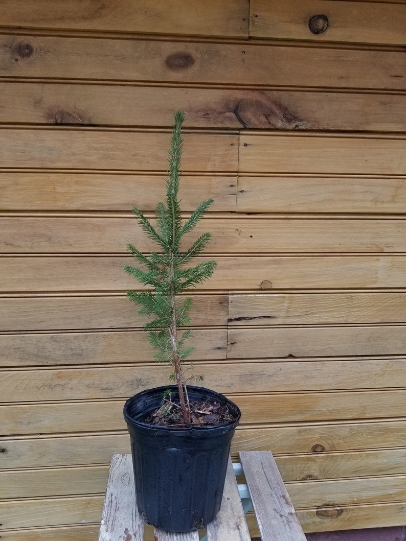 Norway Spruce Trees - 6-12 Inches Bare Root Seedlings for Wildlife & Ornamental Use - Picea abies