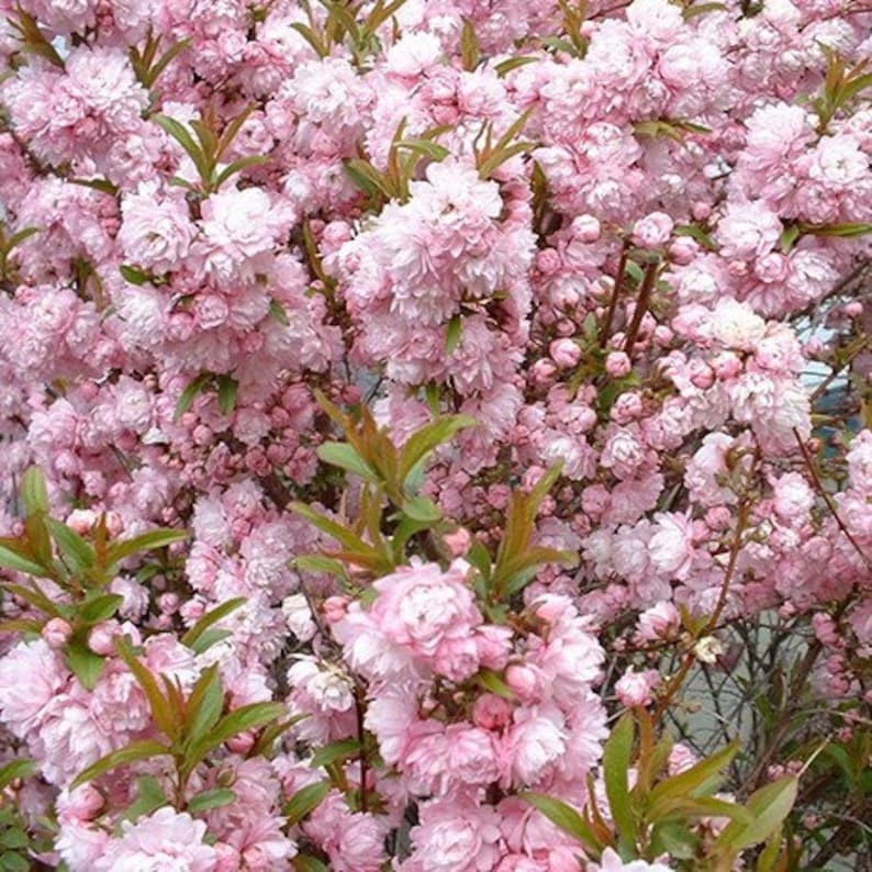 Flowering Almond Plant 6" Pink Blooming Shrub Prunus glandulosa in 4" Container for Full Sun/Partial Shade