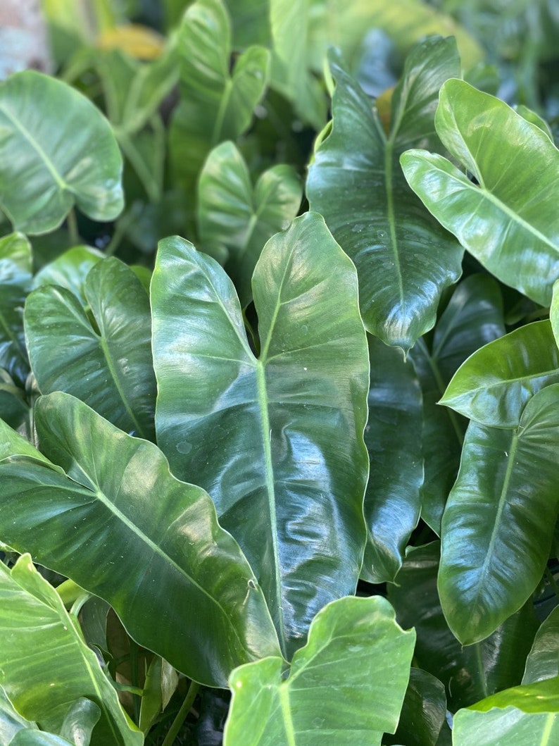 Philodendron Burle Marx Cuttings – 2 Healthy Water Propagation Clippings with Shiny Leaves – Indoor Plant Starter