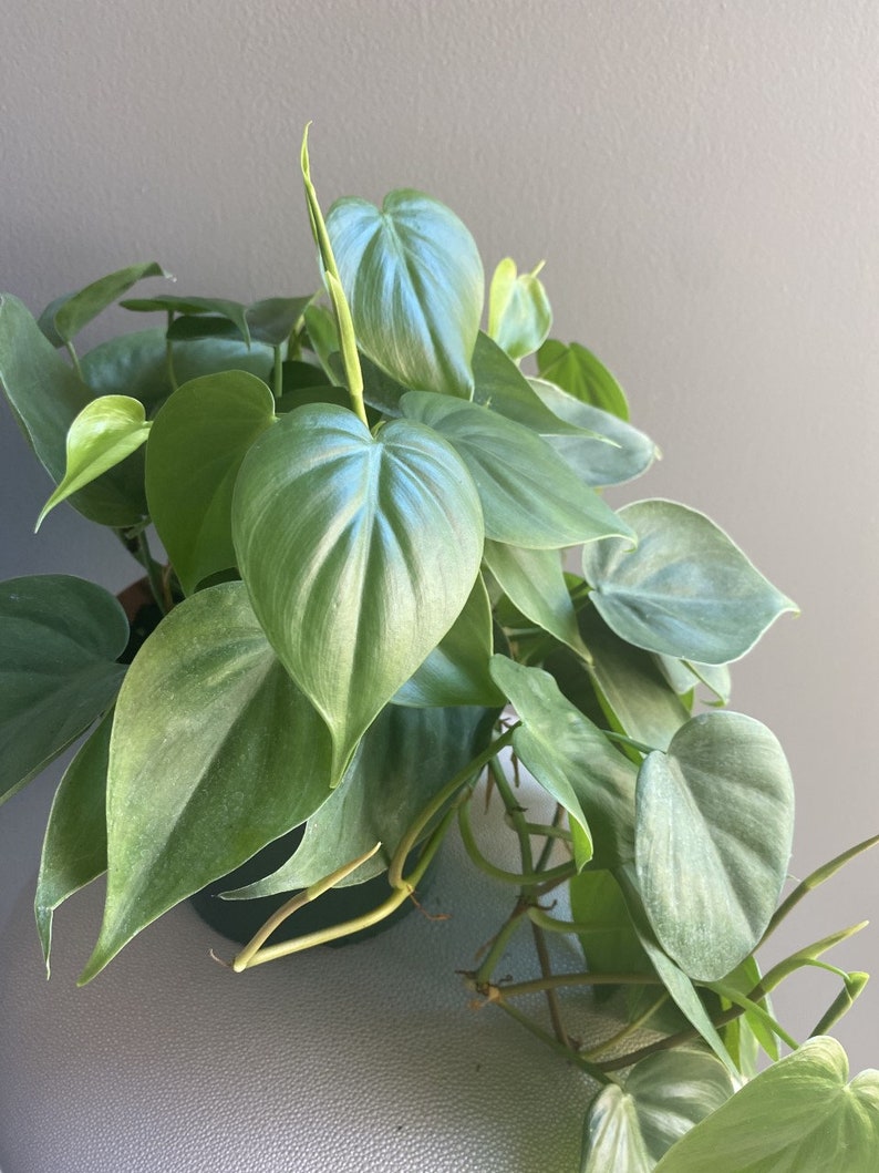 Philodendron Cordatum Heartleaf Live Houseplant - 6" Trailing Vining Indoor Plant - Easy Care Aroid