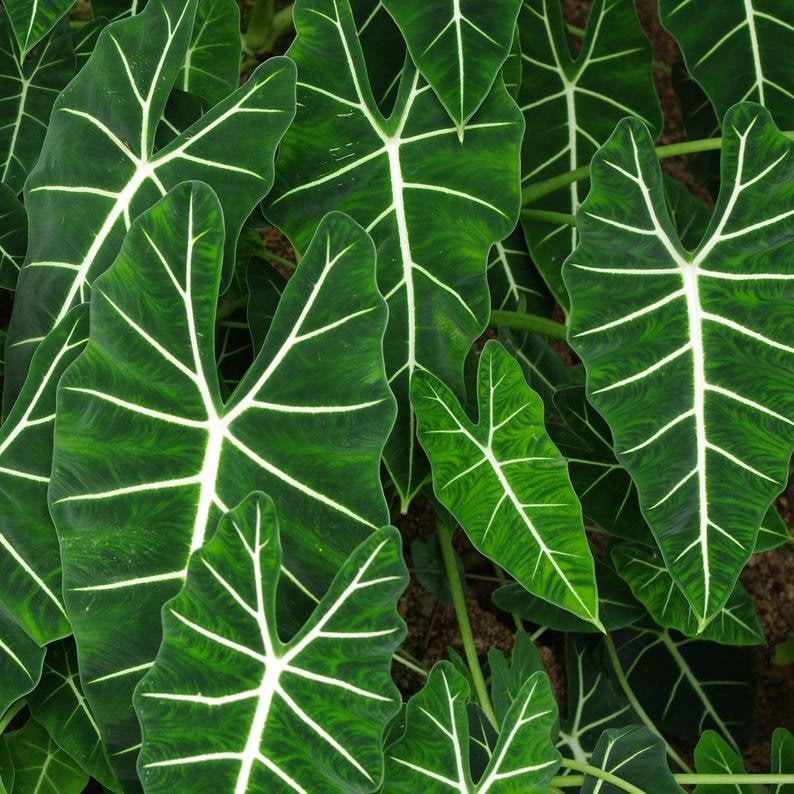 Alocasia Frydek Plant - 4-Inch Potted Elephant Ear with Dark Green Velvety Leaves - Disease-Free Indoor Plant