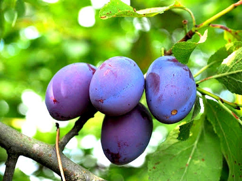5pc Unrooted Organic Damson Blue Plum Tree Cuttings - Prunus domestica - Ideal for Rooting and Grafting