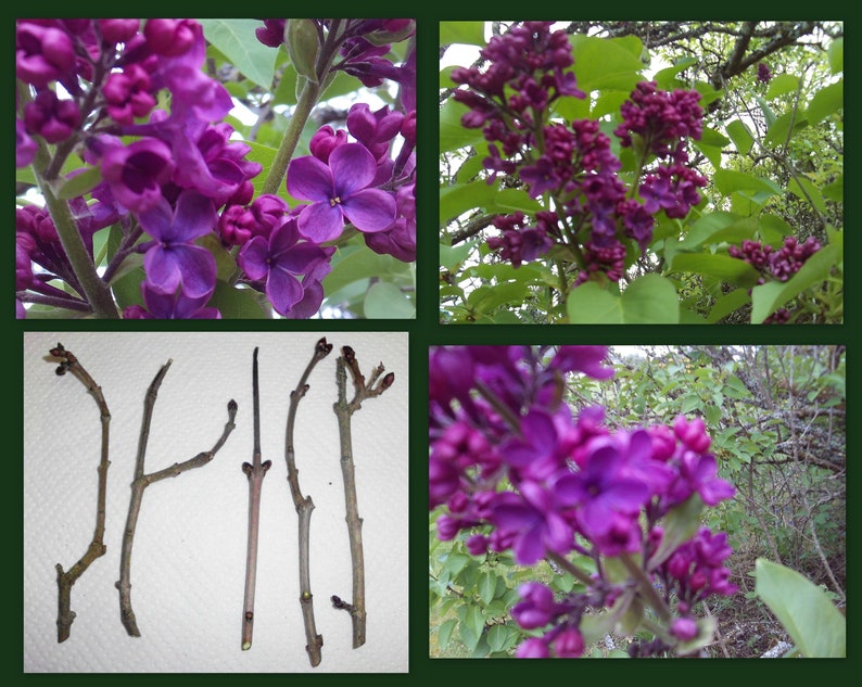 Dark Purple Lilac Cuttings - 5 Unrooted Syringa vulgaris Clippings for Propagation, Flowering Shrub, Fragrant, Perennial Plant