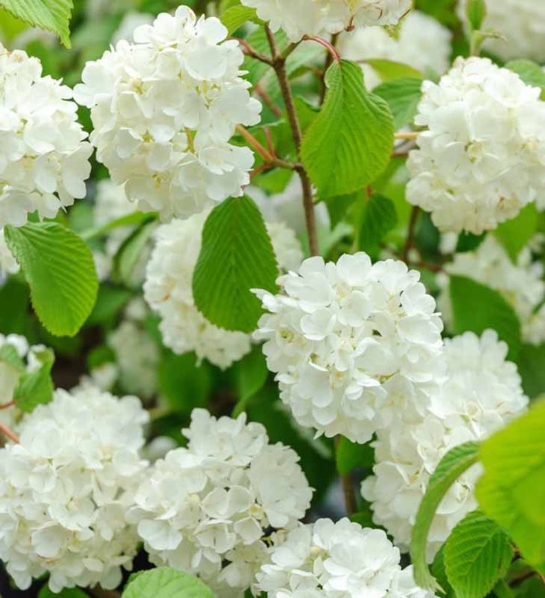 Japanese Snowball Viburnum Plant - Viburnum plicatum Deciduous Shrub in 2.5” Pot, USDA Zones 4-7