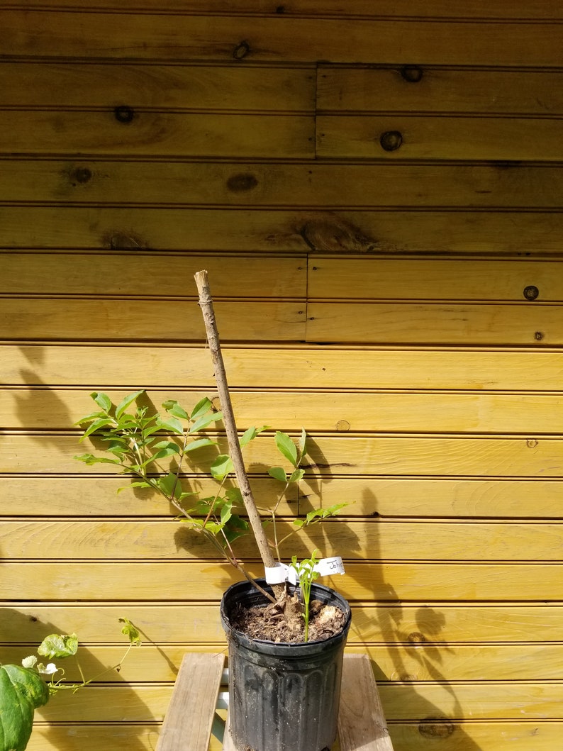 Elderberry Bushes 6-12" Live Plants Sambucus canadensis 'Adams' & 'York' Varieties, Dormant Shrubs for Garden & Wildlife