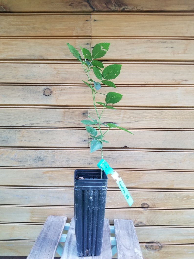 Ouachita Thornless Blackberry Plants – 6" Bare Root Rubus allegheniensis – 5 Healthy Live Plants for Home Garden