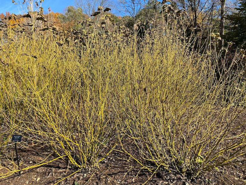 Yellow Twig Dogwood Live Plant 1 Gallon – Cornus alba ‘Bud’s Yellow’ Bright Yellow Winter Stems Garden Shrub