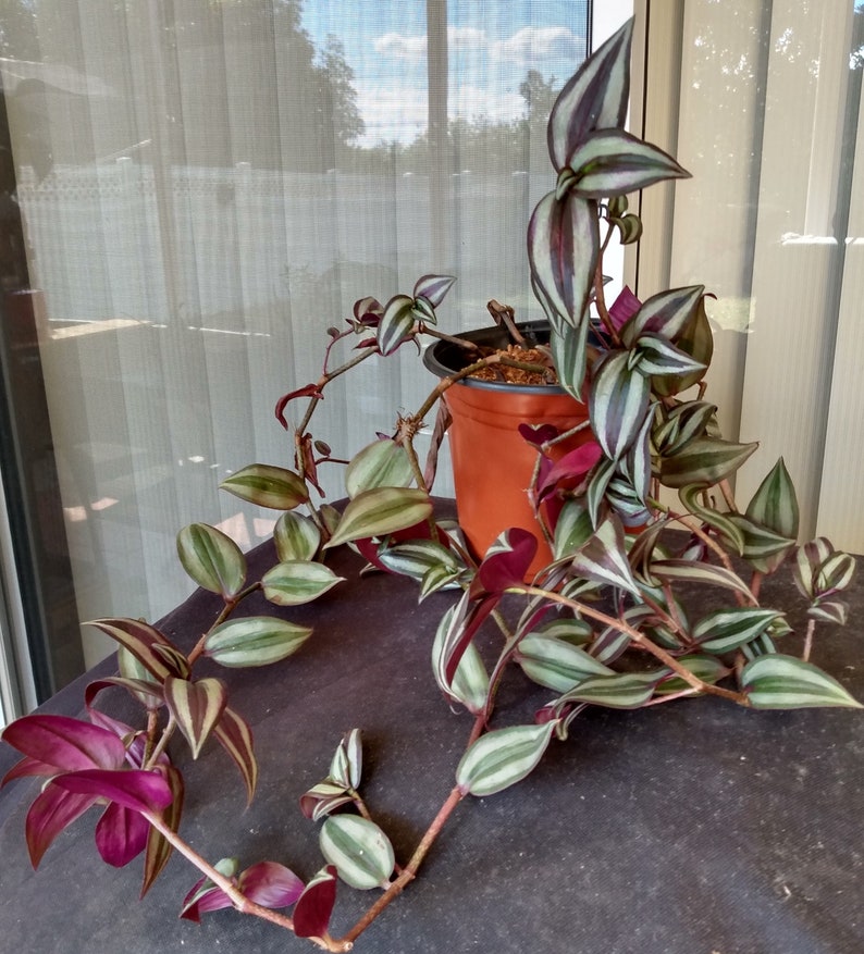Tradescantia Zebrina Cutting, Trailing Houseplant, Wandering Jew, Easy Care Indoor Plant, Rooted + Free Cutting