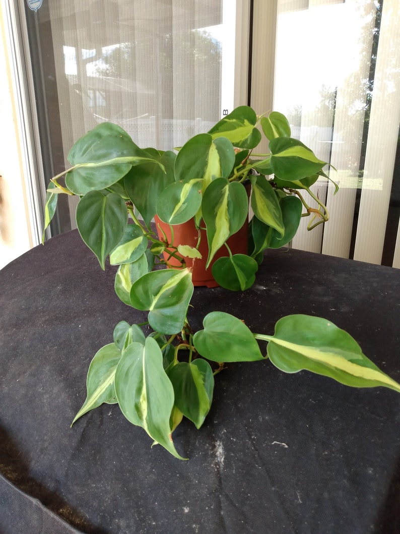 Philodendron Brasil Cutting Set – 1 Rooted + 1 Free – Heart-Shaped Leaves with Lime Green Variegation – Low Maintenance Houseplant