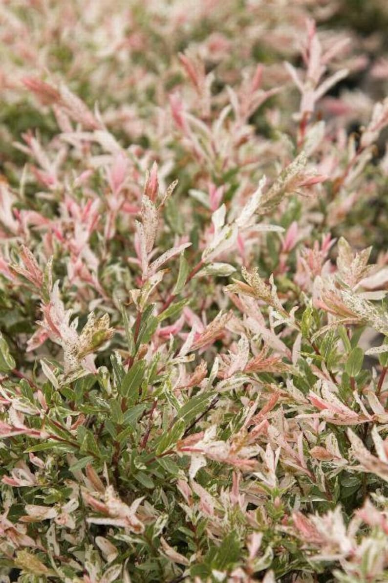 Dappled Willow Plants 4-Inch Containers, Salix Integra 'Hakuro Nishiki', Colorful Foliage, Fast-Growing Shrubs for Zones 4-9