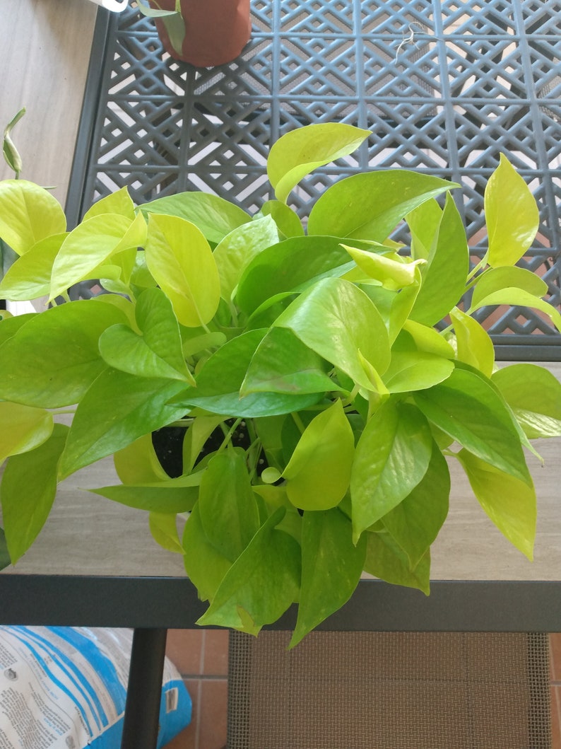 Neon Pothos Plant Cutting - 1 Rooted + Free Cutting - Epipremnum aureum Indoor Houseplant