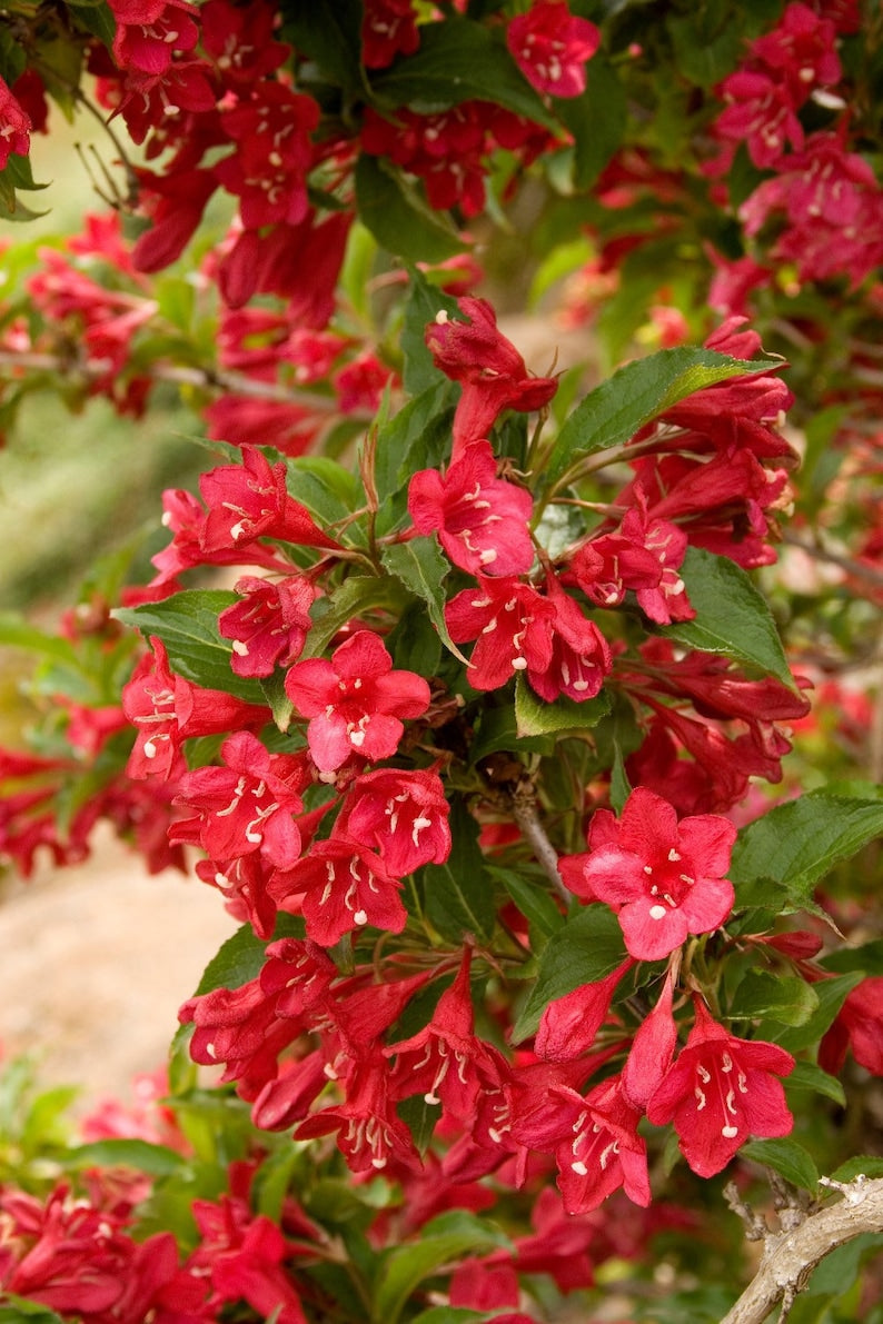 Red Weigela Quart Pot Plant - Weigela florida Deciduous Shrub with Pink and Red Flowers