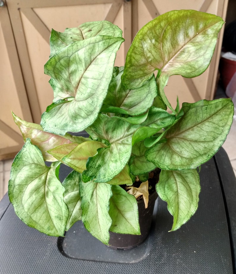 Cream Allusion Syngonium Plant – Small Rooted Houseplant with Free Cutting – Syngonium podophyllum, Low Maintenance Indoor Plant