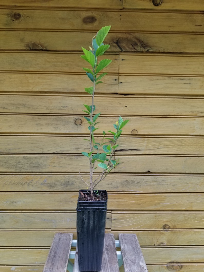 Witch Hazel Trees - 12-18" Bare Root Seedlings - Hamamelis virginiana for Ornamental Garden & Wildlife Habitat