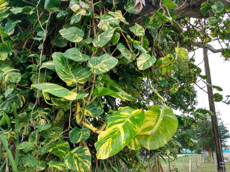 Giant Hawaiian Pothos Cutting - Rooted 1-Node Epipremnum aureum Houseplant + Free Bonus Cutting