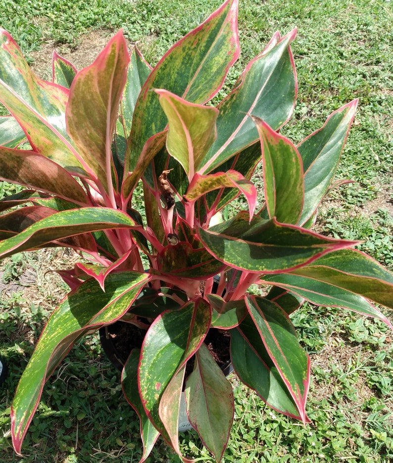 Aglaonema Siam Aurora Houseplant - Small Rooted Plant with Free Cutting - Firecracker Aglaonema - Low Maintenance Indoor Plant